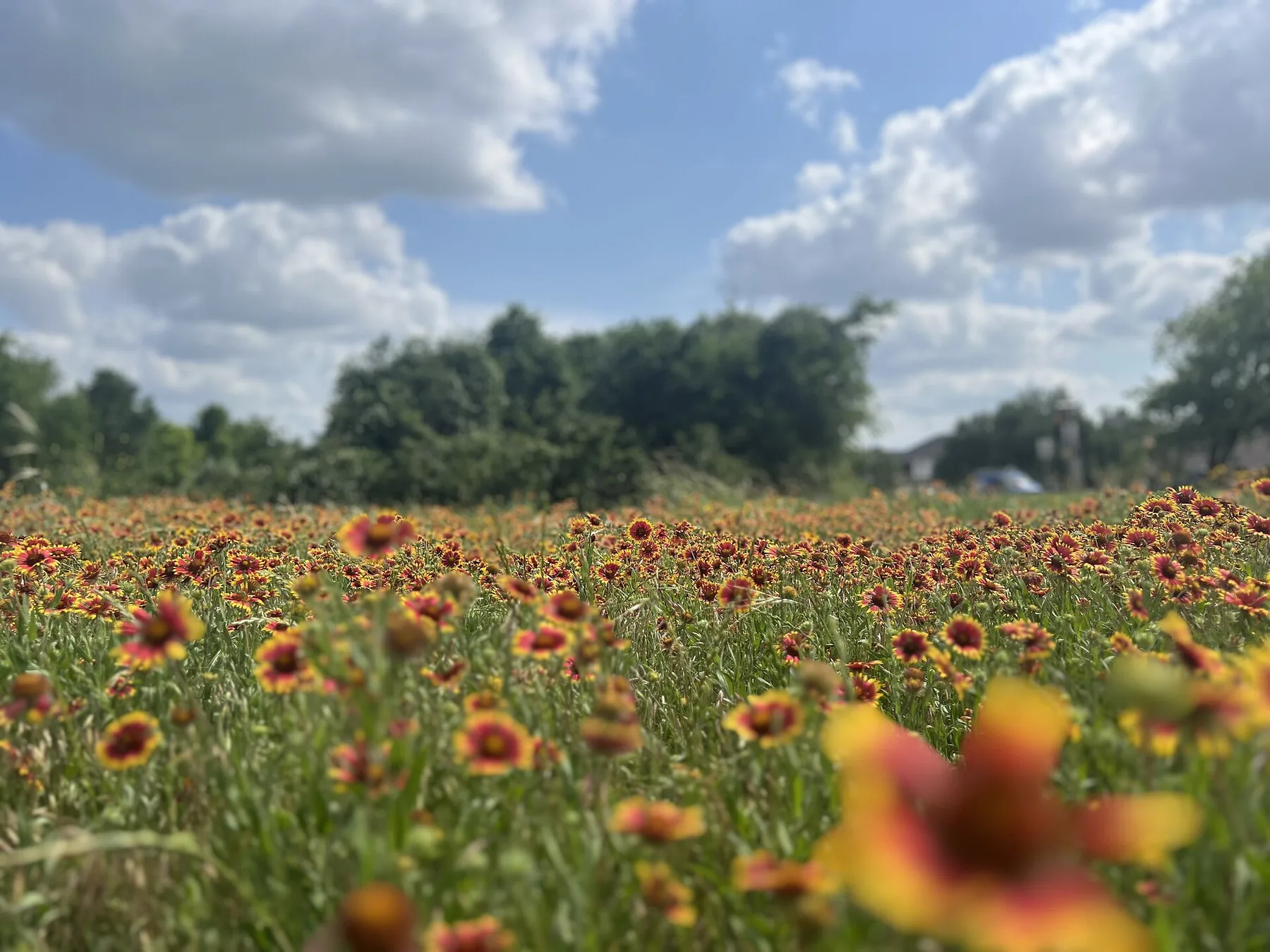 Wildflower field, Pflugerville, 2025